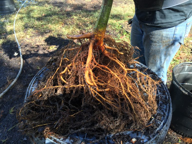 root flare with bare roots Tree Fredericksburg