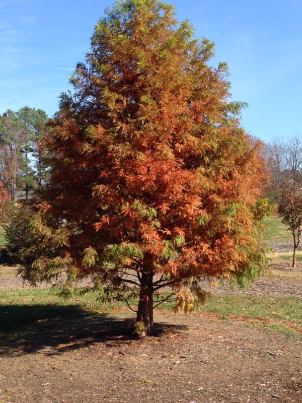 Bald Cypress