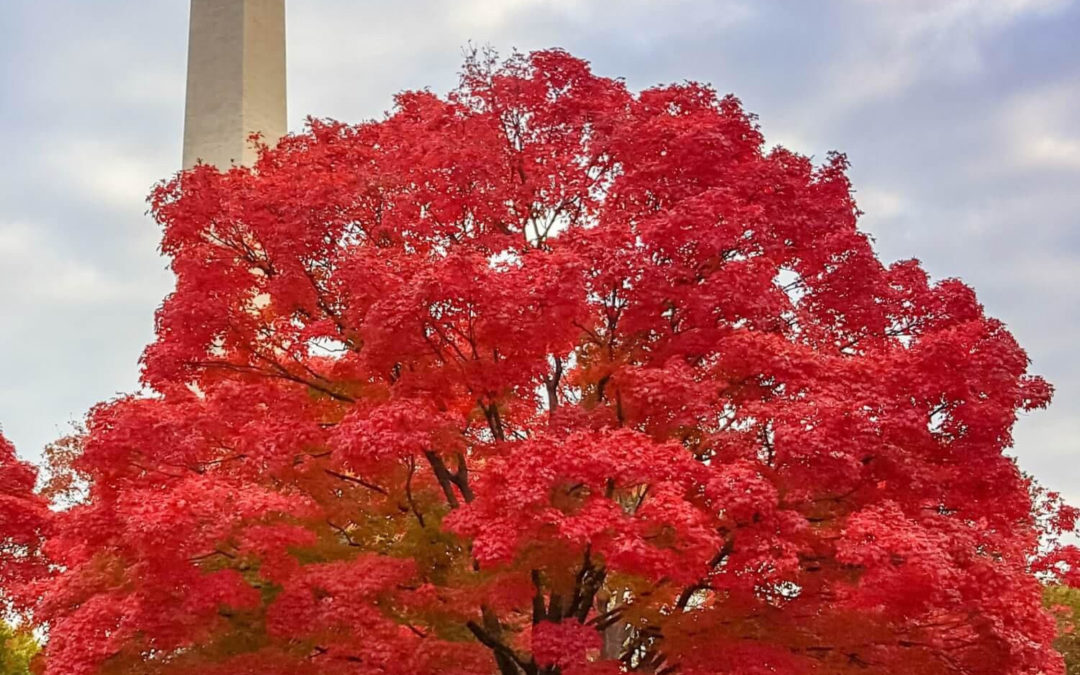 Maple (Red)