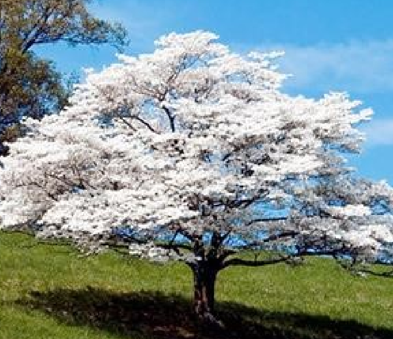 Dogwood (White)