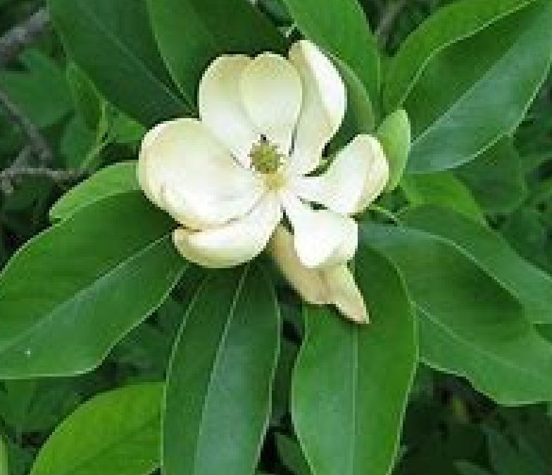 Magnolia (Sweet Bay)