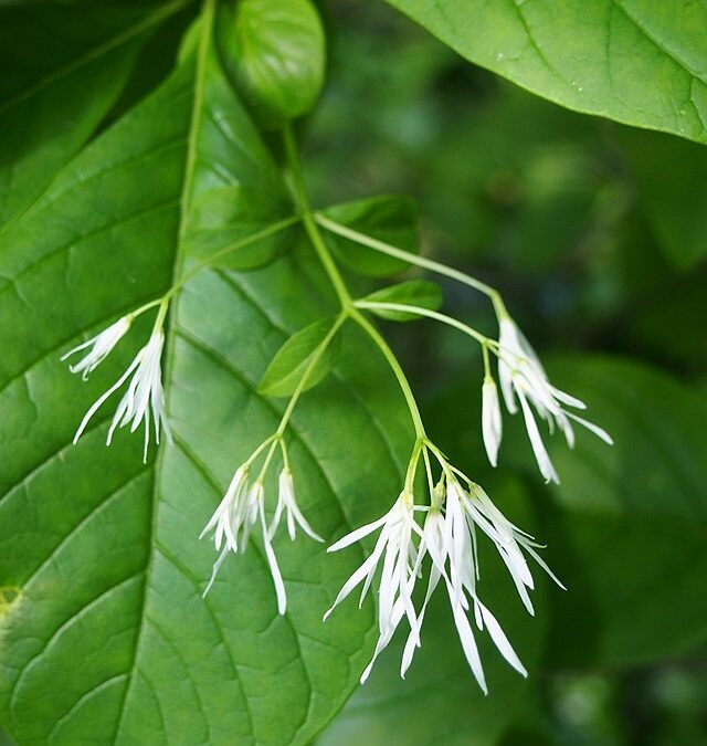 Fringe Tree