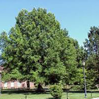 Oak Willow Tree
