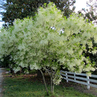 Fringe Tree