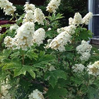 Oakleaf Hydrangea