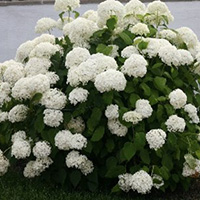 smooth hydrangea